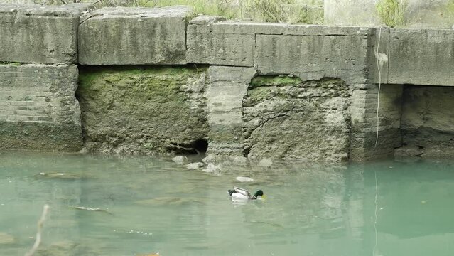 Bird - young black-headed gull saddled the headwind, fly over the lake and training in fishing on a sunny summer evening.