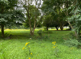 Tranquil woodland scene, with trees, grass, and wild plants, on a cloudy day in, Daleside, Bradford, UK