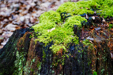 Close up of and old tree stump covered in moss