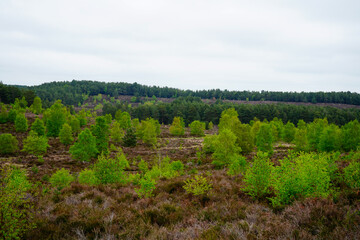 Small pine trees growing in the countryside 