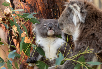 A fluffy koala joey (Phascolarctos cinereus) keeps close to its mother. Although sometimes called a koala bear, they are a marsupial found only in Australia...