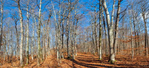 Panoramic view in a leafless deciduous forest in late autumn