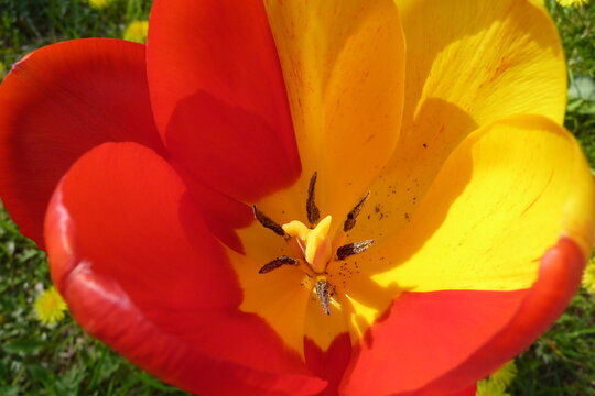 Zweifarbige Tulpe. Makroaufnahme..Kerstin Gohl