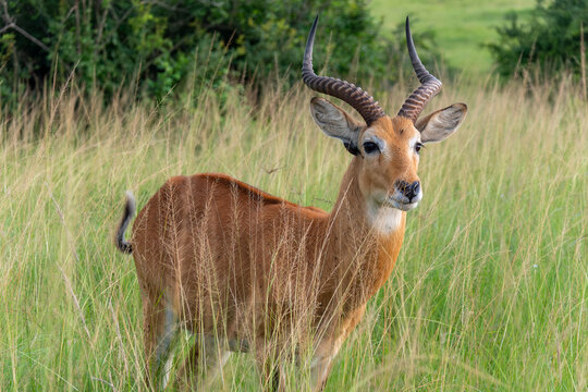 Portait einer männlichen Uganda Kob Antilope