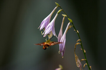 A hummingbird moth, sometimes called a Hawk Moth, feeds on the blossoms of the Hostas in our Garde...