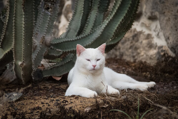White cat laying under the cactus.