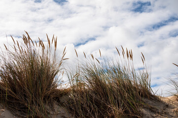Dünenkuppe mit Strandhafer vor wolkigem Himmel