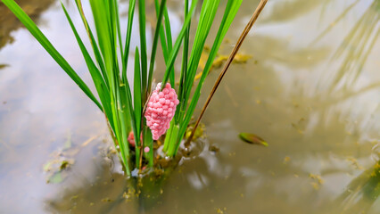 Close-up of red rice snail eggs attached to the stem of a rice plant