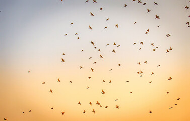 Flock birds of Flying sparrows, sunset in the sky