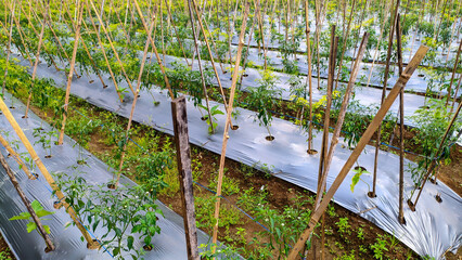 The horticultural green chili farming system uses plastic mulch in Indonesia