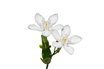 white flower branch leaves isolated