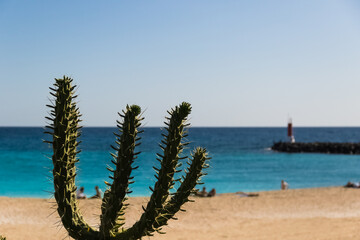 Beach with plants and sea.