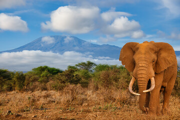 Elefanten und der Kilimandscharo im Amboseli Nationalpark