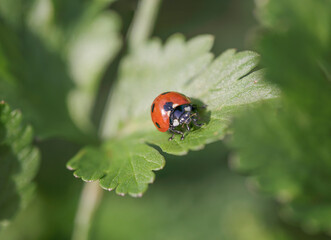 Fototapeta premium Ladybug on green leave macro