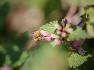 Fototapeta premium European bee sucking pollen and nectar