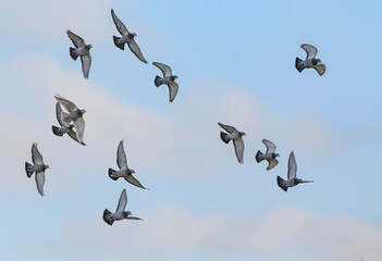 Carrier pigeons in flight
