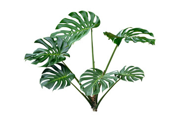 monstera leaves plants isolated