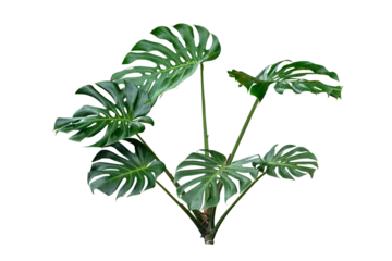 Stickers pour porte Monstera monstera leaves plants isolated