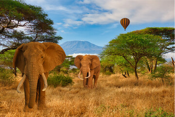Elefanten und der Kilimandscharo im Amboseli Nationalpark