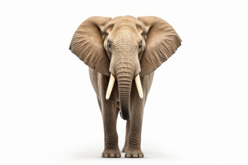 Naklejka premium Large African Elephant isolated on white background