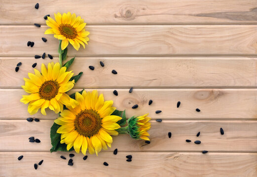 Yellow flowers of sunflower and seed on background of wooden planks with space for text. Top view, flat lay