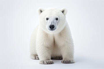 Fototapeta premium Polar bear isolated on white background