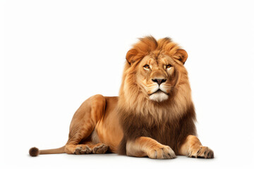 lion portrait isolated on white background.