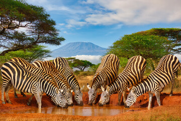 Zebras und der Kilimandscharo im Tsavo West Nationalpark
