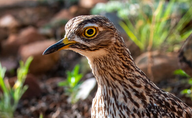 Portrait of an adult Spotted Thick-knee (Burhinus capensis).