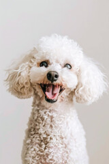 Joyful White Poodle Sitting and Smiling
