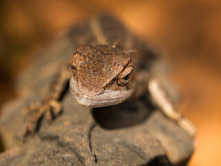 Closeup of a small lizard on a rock in Sri Lanka
