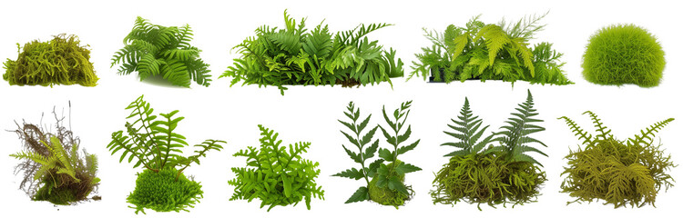 Obraz premium collection of ferns and moss, isolated on a transparent background