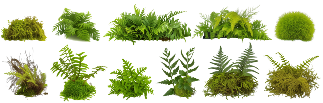 collection of ferns and moss, isolated on a transparent background