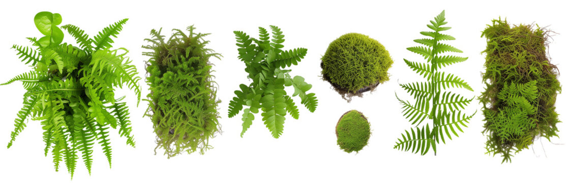 collection of ferns and moss, isolated on a transparent background