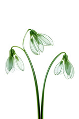 Abstract minimalistic green snowdrops with transparent details in x-ray style on white background.