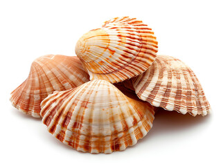 Cockle shells are isolated on a white background. The shell is clean of sea mud.