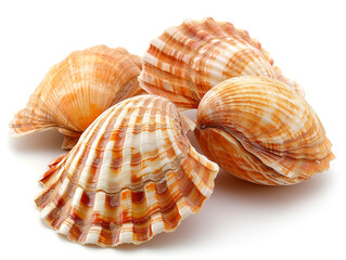 Fototapeta premium Cockle shells are isolated on a white background. The shell is clean of sea mud.