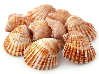 Obraz premium Cockle shells are isolated on a white background. The shell is clean of sea mud.