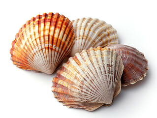 Obraz premium Cockle shells are isolated on a white background. The shell is clean of sea mud.