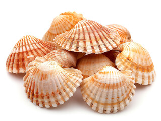 Obraz premium Cockle shells are isolated on a white background. The shell is clean of sea mud.