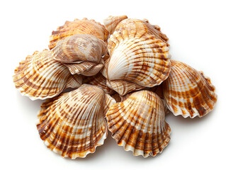 Obraz premium Cockle shells are isolated on a white background. The shell is clean of sea mud.