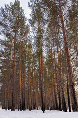 Fototapeta premium fabulous pine winter forest in the sun, dark bark on the trees and green needles 