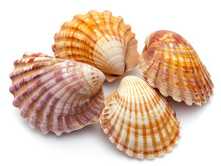 Cockle shells are isolated on a white background. The shell is clean of sea mud.