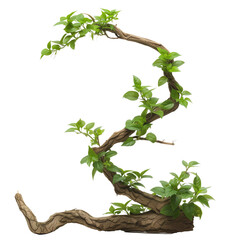 twisted jungle branch with plant growing, isolated on a transparent background