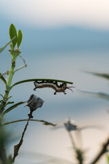 Caterpillar Navigating a Delicate Thread Among Plant Stems