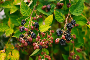 Ripe blackberries on blackberry bush in the garden. Healthy food 