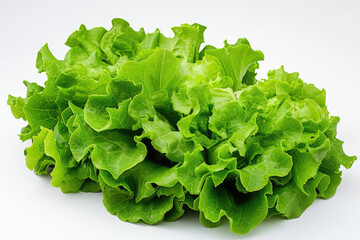 Lettuce Leaves on a White Background A close-up photograph of fresh lettuce leaves arranged neatly on a white background, showcasing their vibrant green color and crisp texture.