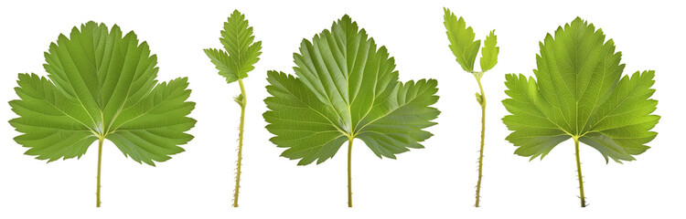 collection of strawberry leaves, isolated on transparent background