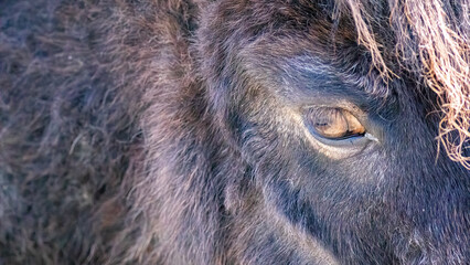 Pony in Nahaufnahme. Portrait. Auge. Fell, Mähne. © Peter Olma