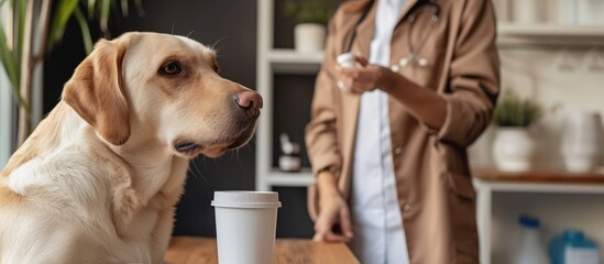 A veterinarian give vitamin to a Labrador dog. AI generated image - obrazy, fototapety, plakaty